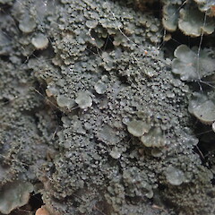 Flattened Isidia, Puketi Forest.<br>Photographer: Marley Ford, Date taken: 06/02/2022, Licence: <a target='_blank' href='https://creativecommons.org/licenses/by-nc/4.0'>CC BY-NC</a>. <a class='member-message' href='/nzpcn/why-join-nzpcn/' target='_blank'>Members can view a larger version of this image.</a>