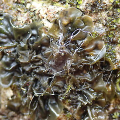 Scytinium kauaiense