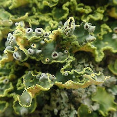 Corticolous on cabbage tree in coastal forest, Wenderholm Auckland.<br>Photographer: Marley Ford, Date taken: 09/02/2022, Licence: <a target='_blank' href='https://creativecommons.org/licenses/by-nc/4.0'>CC BY-NC</a>. <a class='member-message' href='/nzpcn/why-join-nzpcn/' target='_blank'>Members can view a larger version of this image.</a>