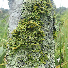 Corticolous on cabbage tree in coastal forest, Wenderholm Auckland.<br>Photographer: Marley Ford, Date taken: 09/02/2022, Licence: <a target='_blank' href='https://creativecommons.org/licenses/by-nc/4.0'>CC BY-NC</a>. <a class='member-message' href='/nzpcn/why-join-nzpcn/' target='_blank'>Members can view a larger version of this image.</a>