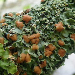 Apothecia, Mangamuka Far North.<br>Photographer: Marley Ford, Date taken: 06/02/2022, Licence: <a target='_blank' href='https://creativecommons.org/licenses/by-nc/4.0'>CC BY-NC</a>. <a class='member-message' href='/nzpcn/why-join-nzpcn/' target='_blank'>Members can view a larger version of this image.</a>