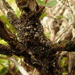 Collema glaucophthalmum
