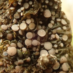 Apothecia of specimen corticolous in alpine scrub, Arthurs Pass.<br>Photographer: Marley Ford, Date taken: 21/02/2020, Licence: <a target='_blank' href='https://creativecommons.org/licenses/by-nc/4.0'>CC BY-NC</a>. <a class='member-message' href='/nzpcn/why-join-nzpcn/' target='_blank'>Members can view a larger version of this image.</a>