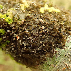 Collema leucocarpum