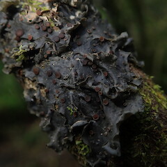 Corticolous on Corposma robusta, Hunua Auckland.<br>Photographer: Marley Ford, Date taken: 14/10/2019, Licence: <a target='_blank' href='https://creativecommons.org/licenses/by-nc/4.0'>CC BY-NC</a>. <a class='member-message' href='/nzpcn/why-join-nzpcn/' target='_blank'>Members can view a larger version of this image.</a>