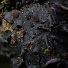 Corticolous on Corposma robusta, Hunua Auckland.<br>Photographer: Marley Ford, Date taken: 14/10/2019, Licence: <a target='_blank' href='https://creativecommons.org/licenses/by-nc/4.0'>CC BY-NC</a>. <a class='member-message' href='/nzpcn/why-join-nzpcn/' target='_blank'>Members can view a larger version of this image.</a>