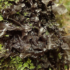 Corticolous on nikau, Hokianga Far North.<br>Photographer: Marley Ford, Date taken: 21/06/2020, Licence: <a target='_blank' href='https://creativecommons.org/licenses/by-nc/4.0'>CC BY-NC</a>. <a class='member-message' href='/nzpcn/why-join-nzpcn/' target='_blank'>Members can view a larger version of this image.</a>