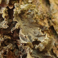 Dry lobes of specimen corticolous on Kunzea amathicola, Hokianga Far North.<br>Photographer: Marley Ford, Date taken: 10/02/2020, Licence: <a target='_blank' href='https://creativecommons.org/licenses/by-nc/4.0'>CC BY-NC</a>. <a class='member-message' href='/nzpcn/why-join-nzpcn/' target='_blank'>Members can view a larger version of this image.</a>