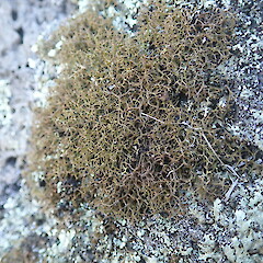 Cladia gorgonea