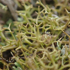 Terricolous ground cover, Point Chev Auckland.<br>Photographer: Marley Ford, Date taken: 21/10/2021, Licence: <a target='_blank' href='https://creativecommons.org/licenses/by-nc/4.0'>CC BY-NC</a>. <a class='member-message' href='/nzpcn/why-join-nzpcn/' target='_blank'>Members can view a larger version of this image.</a>