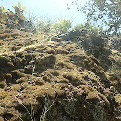 Local terricolous lichen on coastal headland, Awhitu Auckland.<br>Photographer: Marley Ford, Date taken: 06/11/2021, Licence: <a target='_blank' href='https://creativecommons.org/licenses/by-nc/4.0'>CC BY-NC</a>. <a class='member-message' href='/nzpcn/why-join-nzpcn/' target='_blank'>Members can view a larger version of this image.</a>