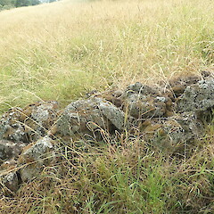 Local on basalt wall, Mt Albert Auckland.<br>Photographer: Marley Ford, Date taken: 27/12/2021, Licence: <a target='_blank' href='https://creativecommons.org/licenses/by-nc/4.0'>CC BY-NC</a>. <a class='member-message' href='/nzpcn/why-join-nzpcn/' target='_blank'>Members can view a larger version of this image.</a>
