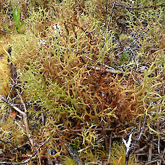 Terricolous in open lichenfield and under kahikatoa (Leptospermum scoparium var. scoparium) dominated shrubland, Kahurangi Nelson.<br>Photographer: Peter J de Lange, Date taken: 02/02/2022, Licence: <a target='_blank' href='https://creativecommons.org/licenses/by-nc/4.0'>CC BY-NC</a>. <a class='member-message' href='/nzpcn/why-join-nzpcn/' target='_blank'>Members can view a larger version of this image.</a>