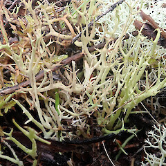 Locally common on serpentinite / asbestos rubble under kahikatoa (Leptospermum scoparium s.l.), Kahurangi Nelson.<br>Photographer: Peter J de Lange, Date taken: 30/03/2021, Licence: <a target='_blank' href='https://creativecommons.org/licenses/by-nc/4.0'>CC BY-NC</a>. <a class='member-message' href='/nzpcn/why-join-nzpcn/' target='_blank'>Members can view a larger version of this image.</a>