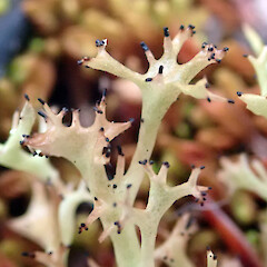 Cladia cryptica