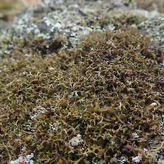 Saxicolous, Unitec Auckland.<br>Photographer: Marley Ford, Date taken: 10/09/2021, Licence: <a target='_blank' href='https://creativecommons.org/licenses/by-nc/4.0'>CC BY-NC</a>. <a class='member-message' href='/nzpcn/why-join-nzpcn/' target='_blank'>Members can view a larger version of this image.</a>