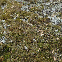 Saxicolous, Unitec Auckland.<br>Photographer: Marley Ford, Date taken: 10/09/2021, Licence: <a target='_blank' href='https://creativecommons.org/licenses/by-nc/4.0'>CC BY-NC</a>. <a class='member-message' href='/nzpcn/why-join-nzpcn/' target='_blank'>Members can view a larger version of this image.</a>