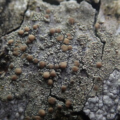 Lecanora flavopallida