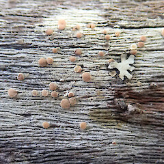Common on decorticated log lying on forest floor, Puponga Nelson.<br>Photographer: Peter J de Lange, Date taken: 30/11/2019, Licence: <a target='_blank' href='https://creativecommons.org/licenses/by-nc/4.0'>CC BY-NC</a>. <a class='member-message' href='/nzpcn/why-join-nzpcn/' target='_blank'>Members can view a larger version of this image.</a>