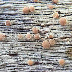 Common on decorticated log lying on forest floor, Puponga Nelson.<br>Photographer: Peter J de Lange, Date taken: 30/11/2019, Licence: <a target='_blank' href='https://creativecommons.org/licenses/by-nc/4.0'>CC BY-NC</a>. <a class='member-message' href='/nzpcn/why-join-nzpcn/' target='_blank'>Members can view a larger version of this image.</a>