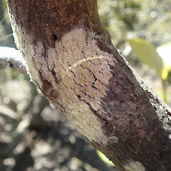 Corticolous on mangroves, Kepa Bush Auckland.<br>Photographer: Marley Ford, Date taken: 14/10/2021, Licence: <a target='_blank' href='https://creativecommons.org/licenses/by-nc/4.0'>CC BY-NC</a>. <a class='member-message' href='/nzpcn/why-join-nzpcn/' target='_blank'>Members can view a larger version of this image.</a>