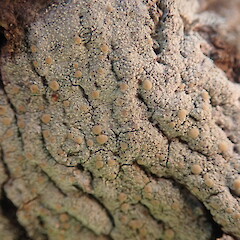 Corticolous on mangroves, Kepa Bush Auckland.<br>Photographer: Marley Ford, Licence: <a target='_blank' href='https://creativecommons.org/licenses/by-nc/4.0'>CC BY-NC</a>. <a class='member-message' href='/nzpcn/why-join-nzpcn/' target='_blank'>Members can view a larger version of this image.</a>