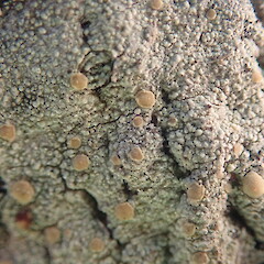 Corticolous on mangroves, Kepa Bush Auckland.<br>Photographer: Marley Ford, Date taken: 14/10/2021, Licence: <a target='_blank' href='https://creativecommons.org/licenses/by-nc/4.0'>CC BY-NC</a>. <a class='member-message' href='/nzpcn/why-join-nzpcn/' target='_blank'>Members can view a larger version of this image.</a>