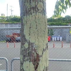 Tree in urban carpark, Grey Lynn Auckland.<br>Photographer: Marley Ford, Date taken: 05/12/2021, Licence: <a target='_blank' href='https://creativecommons.org/licenses/by-nc/4.0'>CC BY-NC</a>. <a class='member-message' href='/nzpcn/why-join-nzpcn/' target='_blank'>Members can view a larger version of this image.</a>