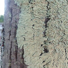 Corticolous on tree in urban carpark, Grey Lynn Auckland.<br>Photographer: Marley Ford, Date taken: 05/12/2021, Licence: <a target='_blank' href='https://creativecommons.org/licenses/by-nc/4.0'>CC BY-NC</a>. <a class='member-message' href='/nzpcn/why-join-nzpcn/' target='_blank'>Members can view a larger version of this image.</a>