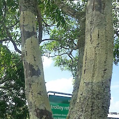 Tree in urban carpark, Grey Lynn Auckland.<br>Photographer: Marley Ford, Date taken: 05/12/2021, Licence: <a target='_blank' href='https://creativecommons.org/licenses/by-nc/4.0'>CC BY-NC</a>. <a class='member-message' href='/nzpcn/why-join-nzpcn/' target='_blank'>Members can view a larger version of this image.</a>