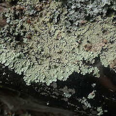 Lignicolous on burnt stump, Cornwall Park Auckland.<br>Photographer: Marley Ford, Date taken: 08/10/2021, Licence: <a target='_blank' href='https://creativecommons.org/licenses/by-nc/4.0'>CC BY-NC</a>. <a class='member-message' href='/nzpcn/why-join-nzpcn/' target='_blank'>Members can view a larger version of this image.</a>