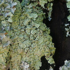 Corticolous on pine, Cornwall Park.<br>Photographer: Marley Ford, Date taken: 08/10/2021, Licence: <a target='_blank' href='https://creativecommons.org/licenses/by-nc/4.0'>CC BY-NC</a>. <a class='member-message' href='/nzpcn/why-join-nzpcn/' target='_blank'>Members can view a larger version of this image.</a>