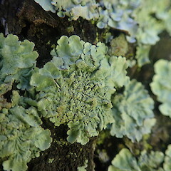 Corticolous on pine, Cornwall Park.<br>Photographer: Marley Ford, Date taken: 08/10/2021, Licence: <a target='_blank' href='https://creativecommons.org/licenses/by-nc/4.0'>CC BY-NC</a>. <a class='member-message' href='/nzpcn/why-join-nzpcn/' target='_blank'>Members can view a larger version of this image.</a>