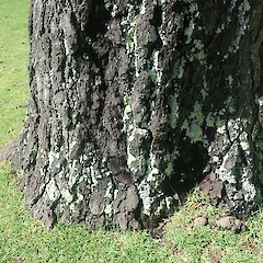 Corticolous on pine, Cornwall Park.<br>Photographer: Marley Ford, Date taken: 08/10/2021, Licence: <a target='_blank' href='https://creativecommons.org/licenses/by-nc/4.0'>CC BY-NC</a>. <a class='member-message' href='/nzpcn/why-join-nzpcn/' target='_blank'>Members can view a larger version of this image.</a>