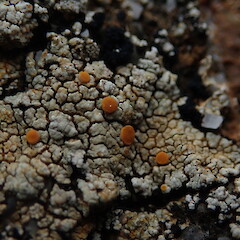 Coastal lichen, Chatham Islands.<br>Photographer: Marley Ford, Date taken: 20/08/2019, Licence: <a target='_blank' href='https://creativecommons.org/licenses/by-nc/4.0'>CC BY-NC</a>. <a class='member-message' href='/nzpcn/why-join-nzpcn/' target='_blank'>Members can view a larger version of this image.</a>