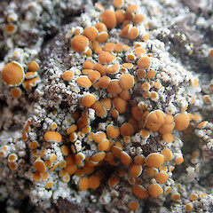 Saxicolous on tuff outcrop, on overhanging portions, Chatham Islands.<br>Photographer: Peter J de Lange, Date taken: 11/02/2021, Licence: <a target='_blank' href='https://creativecommons.org/licenses/by-nc/4.0'>CC BY-NC</a>. <a class='member-message' href='/nzpcn/why-join-nzpcn/' target='_blank'>Members can view a larger version of this image.</a>