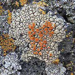 Saxicolous on basalt cliff tops, Chatham Islands.<br>Photographer: Peter J de Lange, Date taken: 07/02/2021, Licence: <a target='_blank' href='https://creativecommons.org/licenses/by-nc/4.0'>CC BY-NC</a>. <a class='member-message' href='/nzpcn/why-join-nzpcn/' target='_blank'>Members can view a larger version of this image.</a>