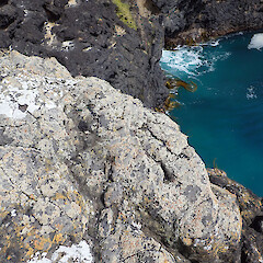 Saxicolous on basalt cliff tops, Chatham Islands.<br>Photographer: Peter J de Lange, Date taken: 07/02/2021, Licence: <a target='_blank' href='https://creativecommons.org/licenses/by-nc/4.0'>CC BY-NC</a>. <a class='member-message' href='/nzpcn/why-join-nzpcn/' target='_blank'>Members can view a larger version of this image.</a>