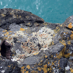 Saxicolous on basalt cliff tops, Chatham Islands.<br>Photographer: Peter J de Lange, Date taken: 07/02/2021, Licence: <a target='_blank' href='https://creativecommons.org/licenses/by-nc/4.0'>CC BY-NC</a>. <a class='member-message' href='/nzpcn/why-join-nzpcn/' target='_blank'>Members can view a larger version of this image.</a>