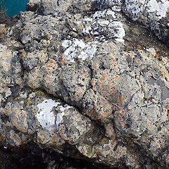Saxicolous on basalt cliff tops, Chatham Islands.<br>Photographer: Peter J de Lange, Date taken: 07/02/2021, Licence: <a target='_blank' href='https://creativecommons.org/licenses/by-nc/4.0'>CC BY-NC</a>. <a class='member-message' href='/nzpcn/why-join-nzpcn/' target='_blank'>Members can view a larger version of this image.</a>