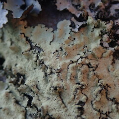 Corticolous on macrocarpa stump, Grey Lynn Auckland.<br>Photographer: Marley Ford, Date taken: 12/10/2021, Licence: <a target='_blank' href='https://creativecommons.org/licenses/by-nc/4.0'>CC BY-NC</a>. <a class='member-message' href='/nzpcn/why-join-nzpcn/' target='_blank'>Members can view a larger version of this image.</a>