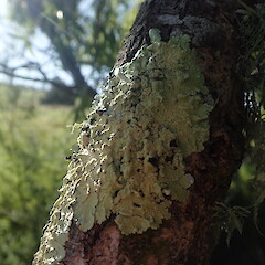 Corticolous on dead willow (Salix fragilis), Hokianga Far North.<br>Photographer: Marley Ford, Date taken: 16/12/2020, Licence: <a target='_blank' href='https://creativecommons.org/licenses/by-nc/4.0'>CC BY-NC</a>. <a class='member-message' href='/nzpcn/why-join-nzpcn/' target='_blank'>Members can view a larger version of this image.</a>