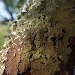 Corticolous on dead willow (Salix fragilis), Hokianga Far North.<br>Photographer: Marley Ford, Date taken: 16/12/2020, Licence: <a target='_blank' href='https://creativecommons.org/licenses/by-nc/4.0'>CC BY-NC</a>. <a class='member-message' href='/nzpcn/why-join-nzpcn/' target='_blank'>Members can view a larger version of this image.</a>