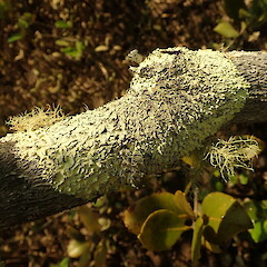 On mangroves, Mangawhai Northland.<br>Photographer: Marley Ford, Date taken: 02/02/2020, Licence: <a target='_blank' href='https://creativecommons.org/licenses/by-nc/4.0'>CC BY-NC</a>. <a class='member-message' href='/nzpcn/why-join-nzpcn/' target='_blank'>Members can view a larger version of this image.</a>