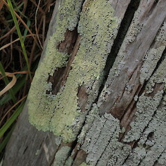 Growing on fence post with Dirinaria applanata, Hokianga Far North.<br>Photographer: Marley Ford, Date taken: 03/08/2019, Licence: <a target='_blank' href='https://creativecommons.org/licenses/by-nc/4.0'>CC BY-NC</a>. <a class='member-message' href='/nzpcn/why-join-nzpcn/' target='_blank'>Members can view a larger version of this image.</a>