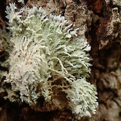 Lecanactis mollis