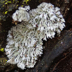 Forest Hill Reserve, Southland.<br>Photographer: Melissa Hutchison, Date taken: 15/11/2019, Licence: <a target='_blank' href='https://creativecommons.org/licenses/by-nc/4.0'>CC BY-NC</a>. <a class='member-message' href='/nzpcn/why-join-nzpcn/' target='_blank'>Members can view a larger version of this image.</a>