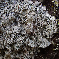 Forest Hill Reserve, Southland.<br>Photographer: Melissa Hutchison, Date taken: 15/11/2019, Licence: <a target='_blank' href='https://creativecommons.org/licenses/by-nc/4.0'>CC BY-NC</a>. <a class='member-message' href='/nzpcn/why-join-nzpcn/' target='_blank'>Members can view a larger version of this image.</a>