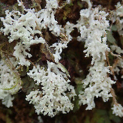 Roccellinastrum neglectum