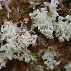 Hunua Ranges.<br>Photographer: Melissa Hutchison, Date taken: 14/10/2019, Licence: <a target='_blank' href='https://creativecommons.org/licenses/by-nc/4.0'>CC BY-NC</a>. <a class='member-message' href='/nzpcn/why-join-nzpcn/' target='_blank'>Members can view a larger version of this image.</a>